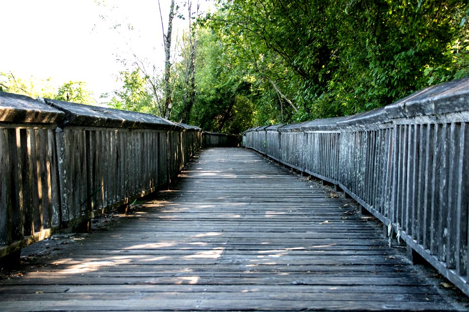 Shabby Looking Boardwalk Near Trees