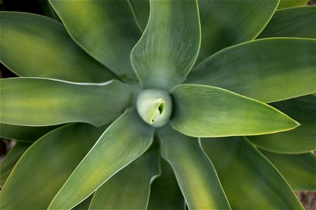 Close Up Of Flower Shaped Plant photo