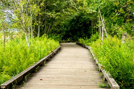 Boardwalk With Low Railing Between Trees photo