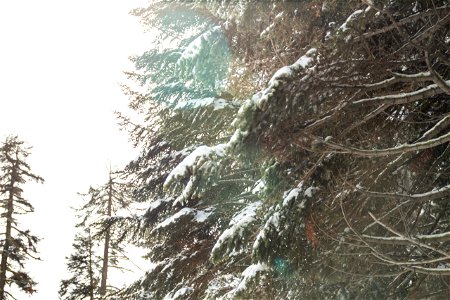 Snow On Conifers Branches photo