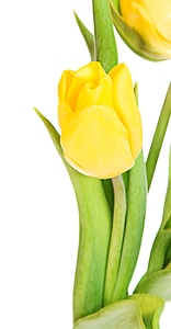 Yellow tulips photo