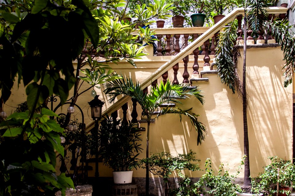 Staircase With Banister Surrounded By Plants