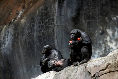 Three Apes Sitting On Rock photo