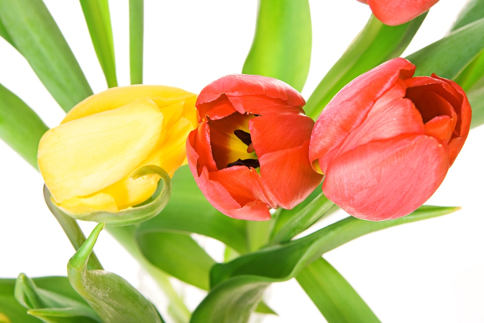 Tulips photo