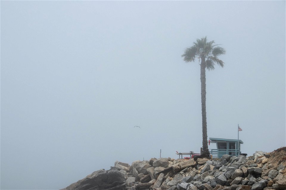 Single Palm Tree Near Rocks