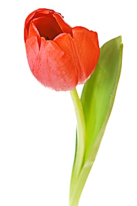 Red tulip photo