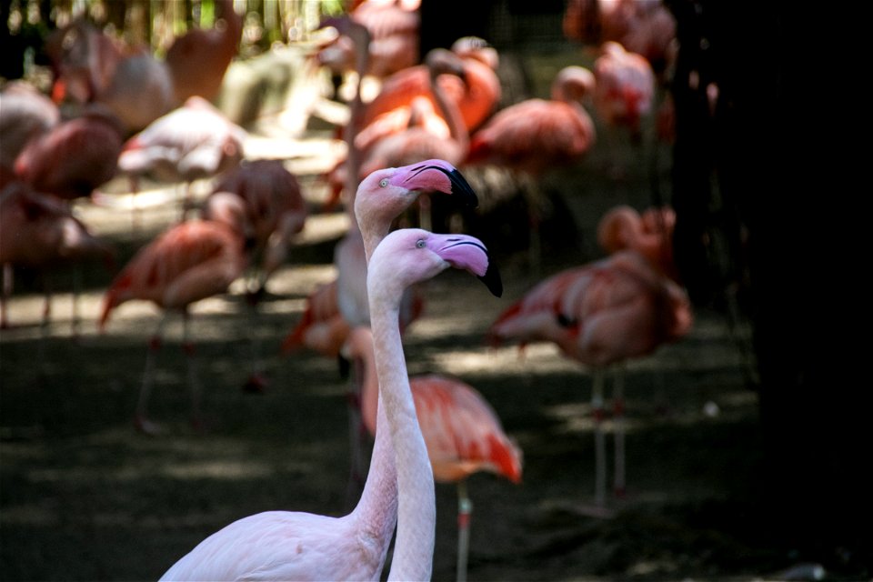 Heads And Necks Of Two Flamingos