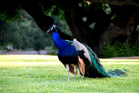 Colorful Peacock Standing On Grass photo