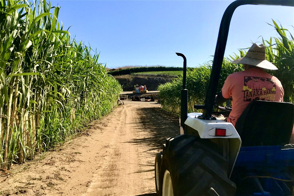 Individual In Tractor On Path Through Field photo