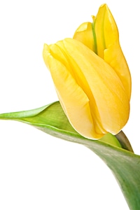 Yellow tulip photo