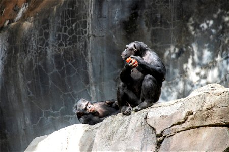Two Apes Resting On Big Rock photo