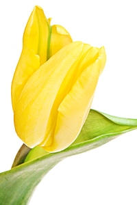 Yellow tulip photo