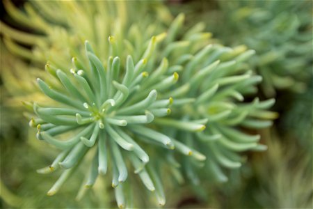 Close Up Of Stringy Succulent Plant photo