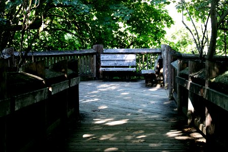 Wooden Benches On Boardwalk Under Trees photo