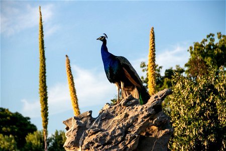 Colorful Peacock Perched On Rock photo