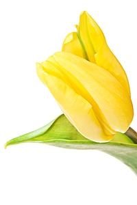 Yellow tulip photo