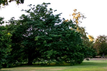 Massive Tree On Grassy Park Grounds photo