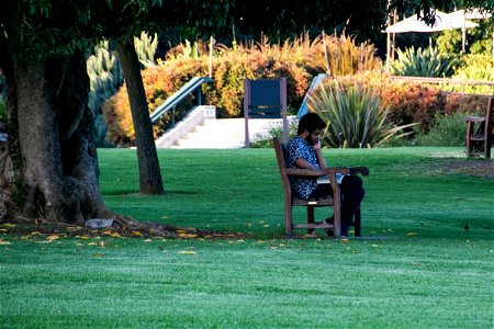 Man Seated On Bench Under Tree photo