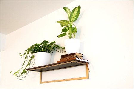 Potted Plants And Books On Wall Shelf