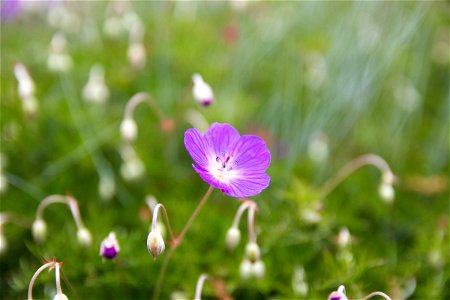 Close Up Of Purple Flower In Meadow photo