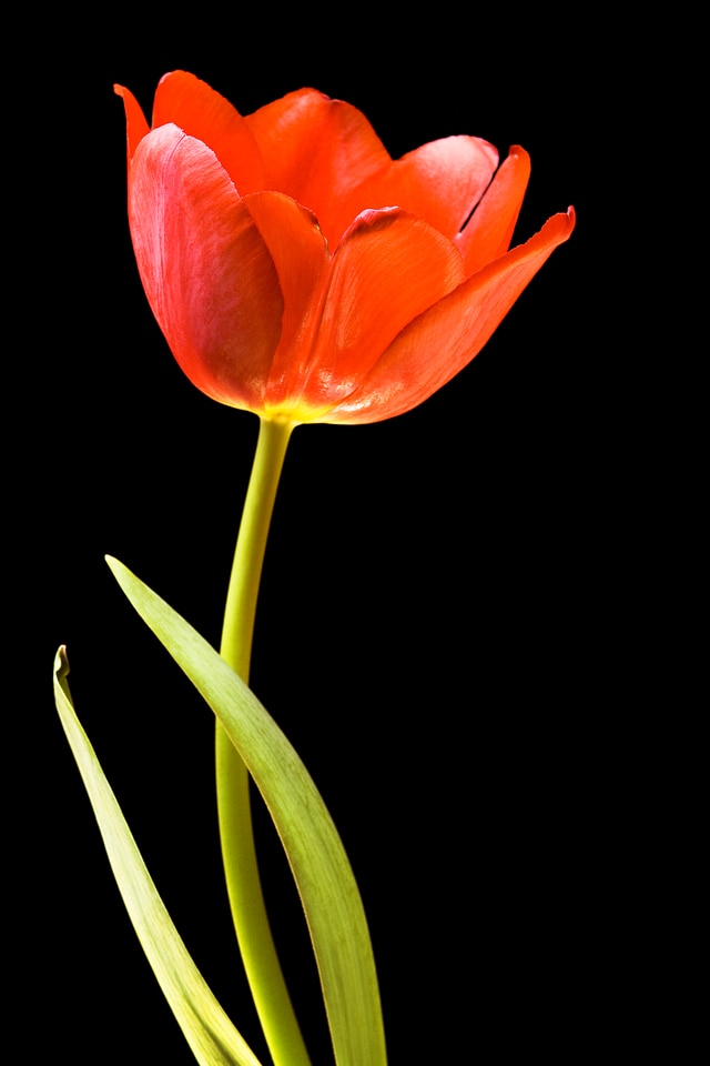 Tulip