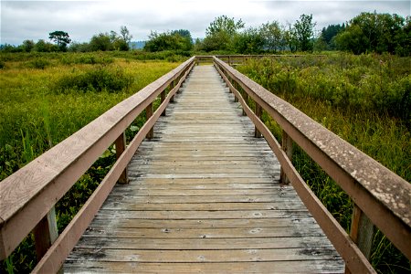 Railed Wooden Boardwalk In Nature photo