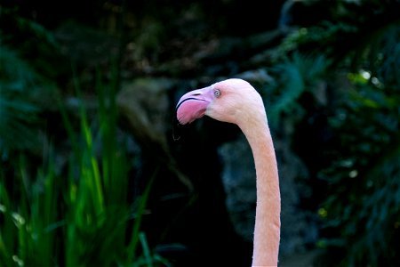 Light Pink Flamingo Head photo