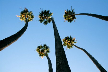 Five Tall Palm Trees Against Sky