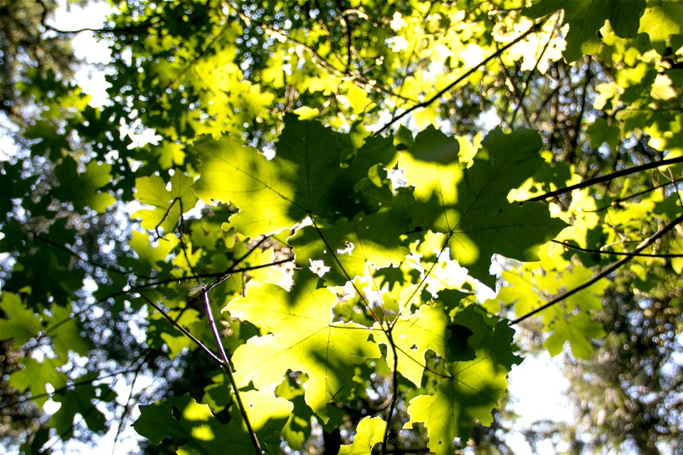 Leaves Lit By Sunlight Through Foliage photo