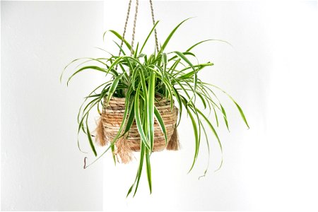 Spider Plant In Hanging Planter photo