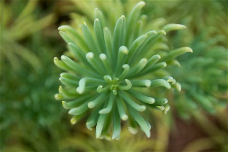 Close Up Of Succulent With Stringy Leaves photo