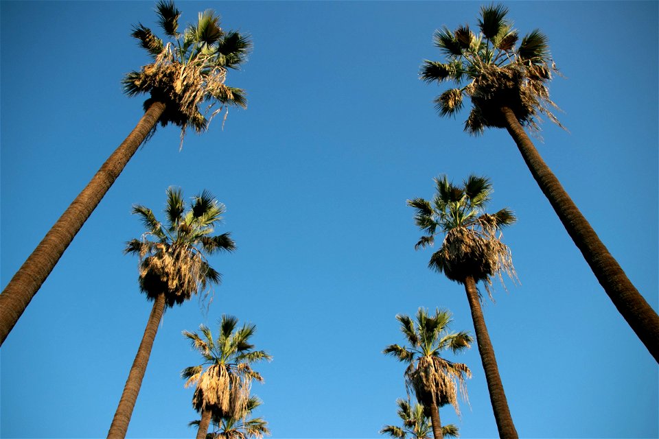 Two Palm Tree Rows Against Blue Sky photo