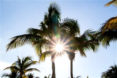 Sun Shining Through Palm Tree Leaves photo
