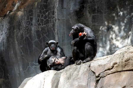 Three Apes Sitting On Big Rock photo