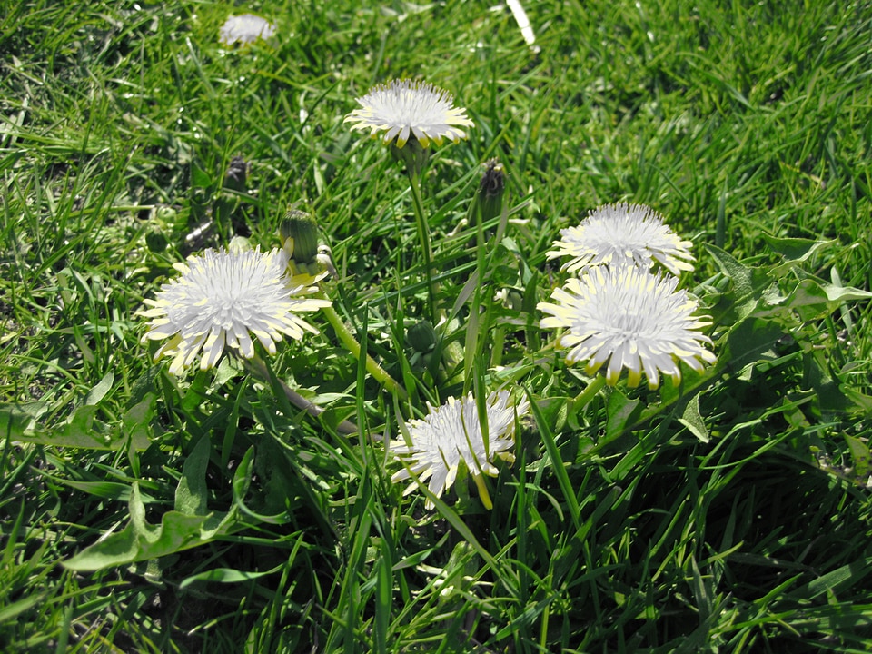 Flower plant flora