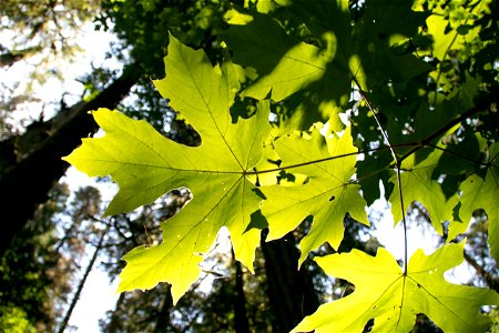 Light Through Maple Shaped Leaves photo