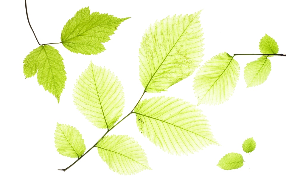 Leaves
