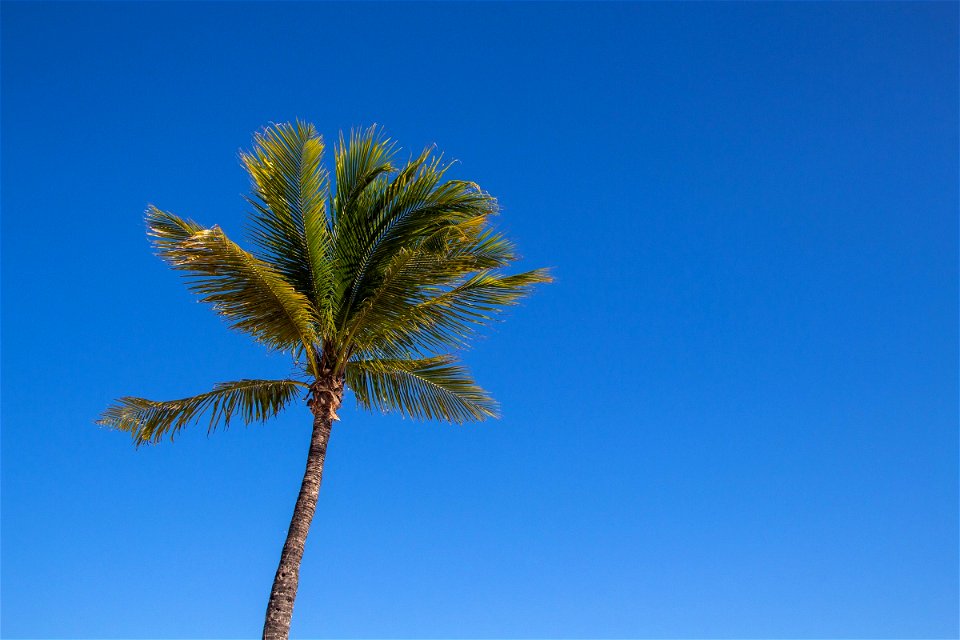 Lone Palm Tree Against Clear Sky photo