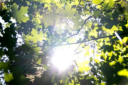 Bright Sunlight Through Tree Leaves photo