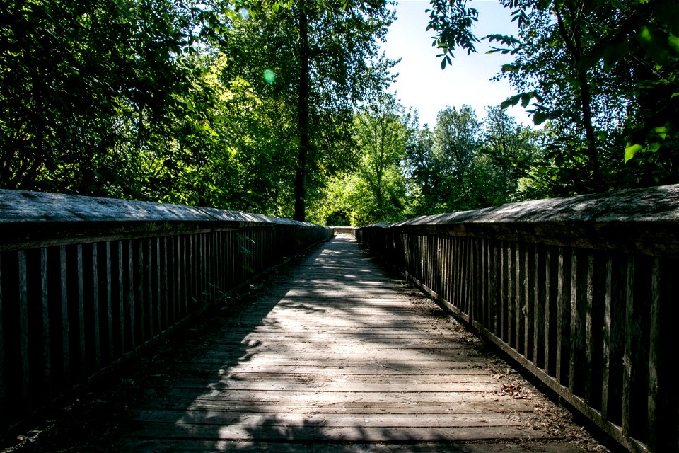 Empty Wooden Boardwalk Through Forest photo