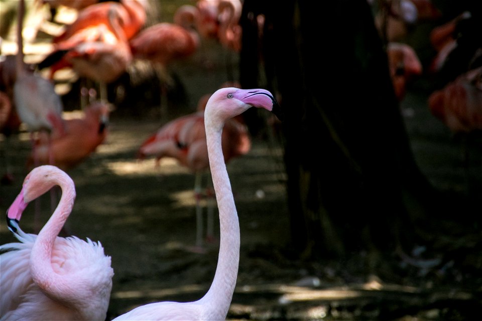 Two Light Pink Flamingo In Flock