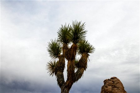 Spiky Joshua Tree Near Rock Formation photo