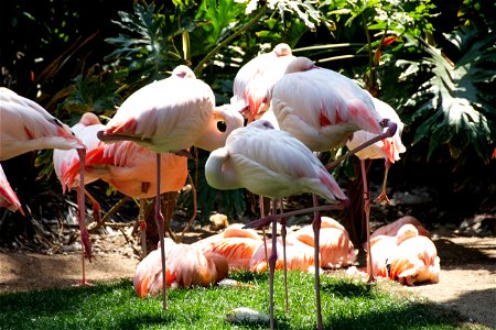 Group Of Flamingos On Grass Near Trees And Plants photo