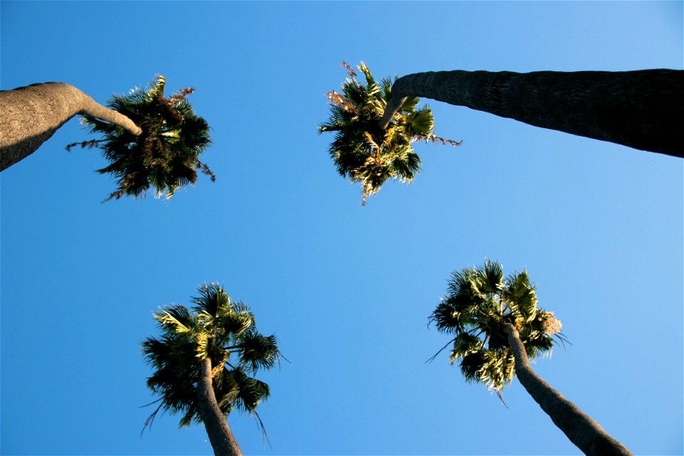 Four Tall Palm Trees Under Blue Sky
