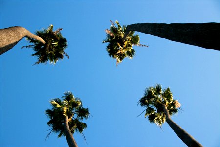 Four Tall Palm Trees Under Blue Sky photo