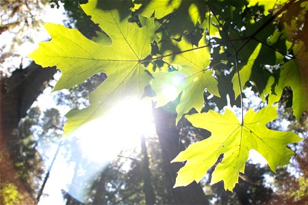 Sunlight Through Green Leaves In Forest photo