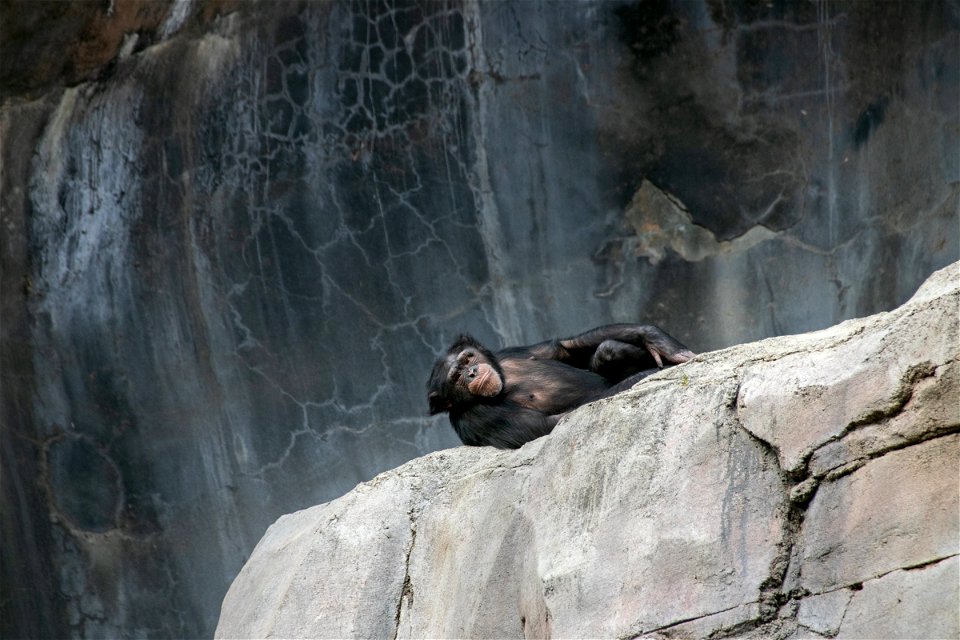 Chimpanzee Lying On Big Rock