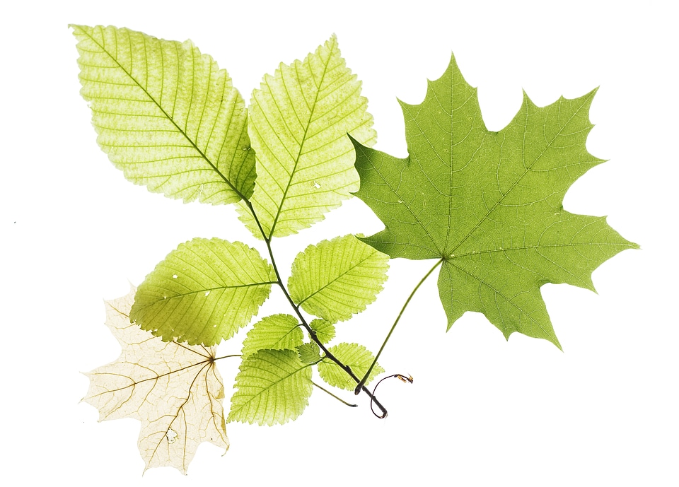 Leaves