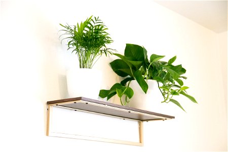 Plants In White Pots On Wall Mounted Shelf photo