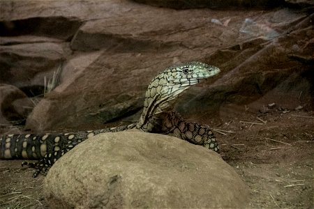 Komodo Dragon Lizard Behind Rock photo